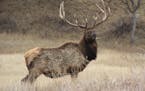 One of the world's most magnificent creatures, the bull elk could someday again roam the woods of northeast Minnesota.