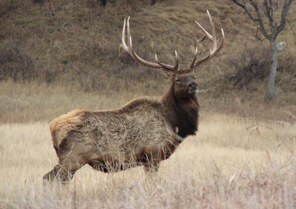 One of the world's most magnificent creatures, the bull elk could someday again roam the woods of northeast Minnesota.