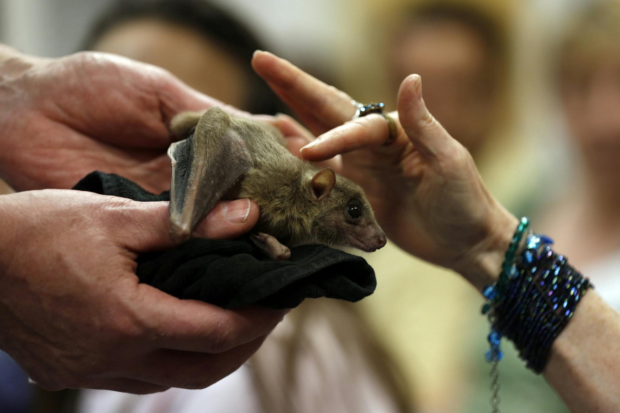 "A pollinator is any animal that helps a plant reproduce by moving its pollen from one plant to another,” says Matthew Shepherd, spokesman for The Xerces Society for Invertebrate Conservation in Portland, Ore. “Bees are the most important group of pollinators in North America, but it also extends to flies that pollinate, moths, butterflies. Broaden it beyond insects and you’ll find some species of bats that pollinate." (Scott Strazzante/Chicago Tribune/TNS)