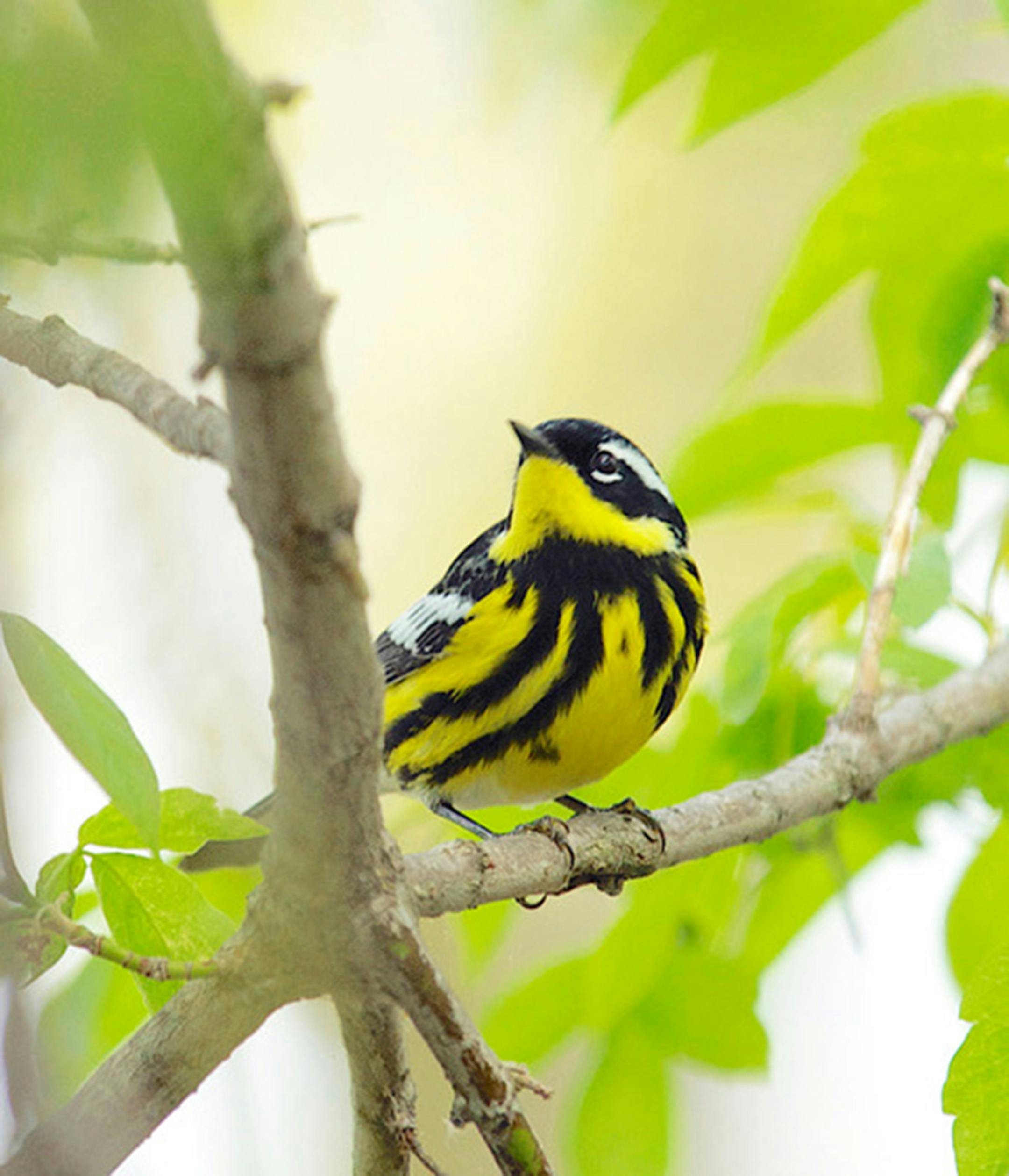 A magnolia warbler, one of the most beautiful migrants.Jim Williams photo