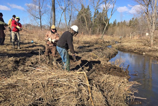 Minnesota and Wisconsin members of the Kiap-TU-Wish Chapter of Trout Unlimited gathered last Saturday along Parker Creek between Roberts and River Fal
