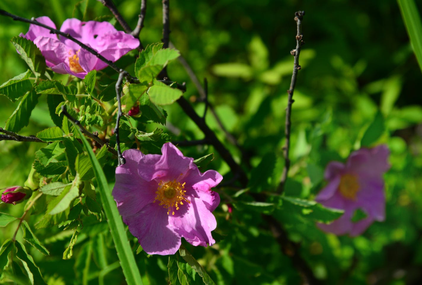 Wild roses dotted a controlled burn area] St. Croix State Park is in the process of recovery of 13,000 acres of trees that were blown down, along with many buildings at the park. Mother Nature is healing itself after 3 years, the DNR is both helping that process -- and not helping it, as the case may be.They are still clearing out timber and using controlled burns to help promote growth. Richard.Sennott@startribune.com Richard Sennott/Star Tribune Hinkley Minn. Tuesday 6/16/2014) ** (cq)