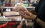 A newborn piglet is held just hours after birth in the CHS Miracle of Birth Center at the Minnesota State Fair.