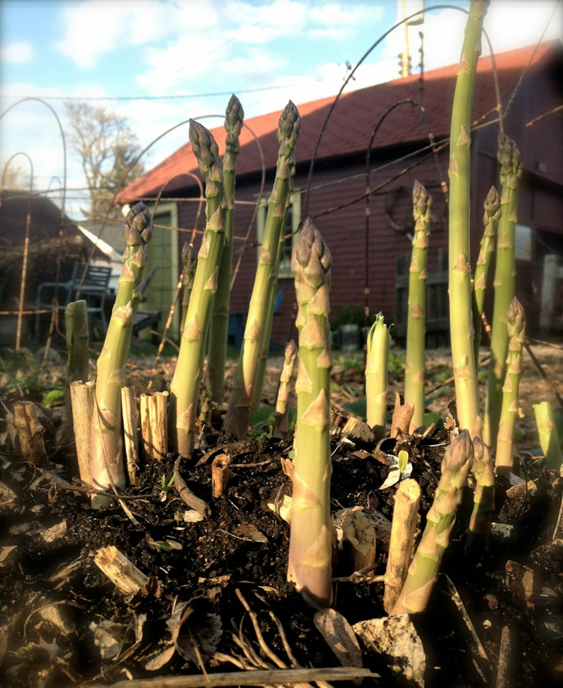 Smartphone food photo tips: Shoot from different angles Credit: Mette Nielsen