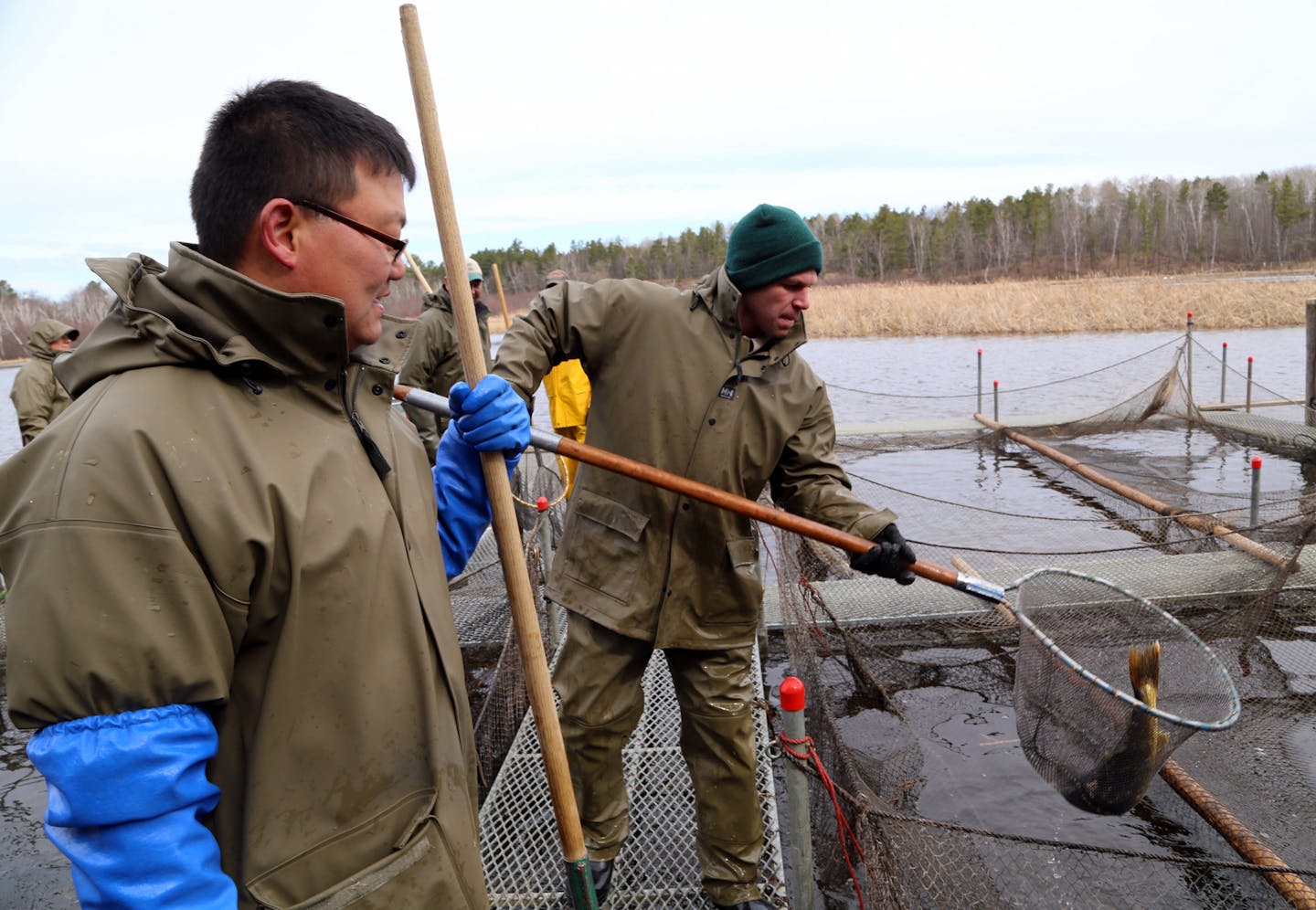 DNR Brainerd area fisheries manager Marc Bacigalupi, foreground, watches as a big walleye is scooped from a trap net on the Pine River in Crow Wing County. At various collection places statewide, include Pine River, the DNR each spring collects and fertilizes walleye eggs. The eggs are subsequently taken to hatcheries, and their resulting fry stocked in lakes throughout Minnesota.