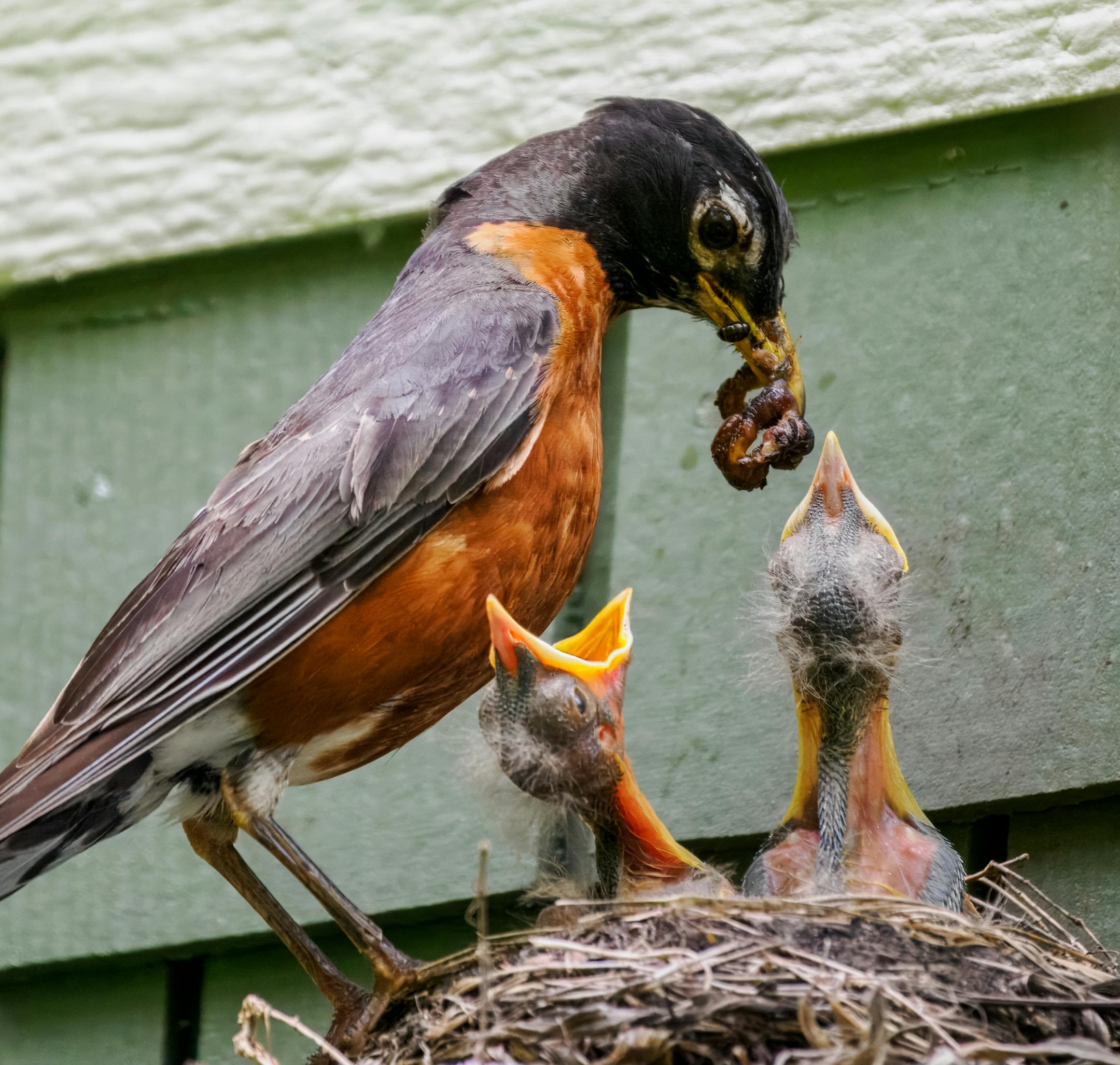 A male robin perched on the side of its nest brings food to two young nestlings, which have their mouths wide open to be fed.