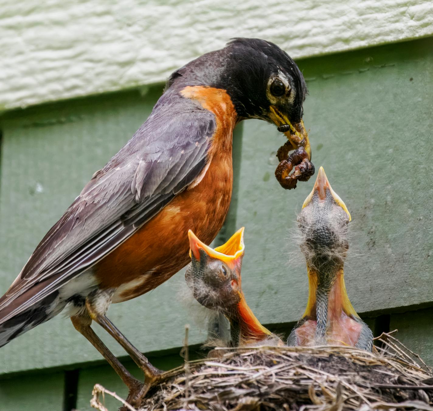 A male robin perched on the side of its nest brings food to two young nestlings, which have their mouths wide open to be fed.