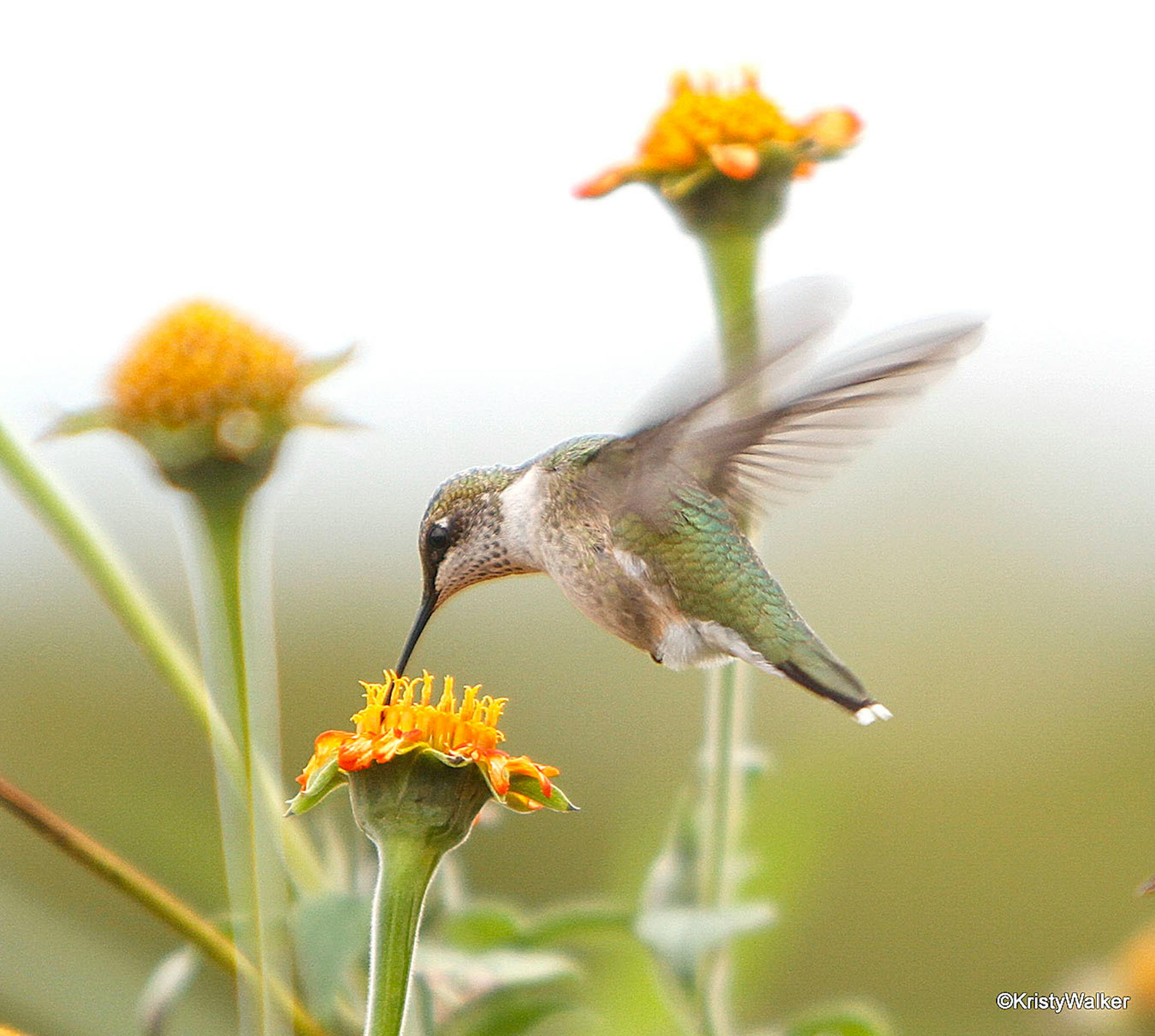 Longfellow Gardens, with its varied perennials and annuals attract Hummingbird. Kirsty Walker
