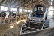 Carey Tweten drives at tractor through the barn to push feed to the cows Wednesday, June 15, 2023, at Valley Acres Dairy in Lewiston, Minn.