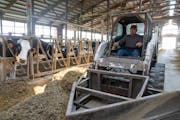 Carey Tweten drives at tractor through the barn to push feed to the cows Wednesday, June 15, 2023, at Valley Acres Dairy in Lewiston, Minn.