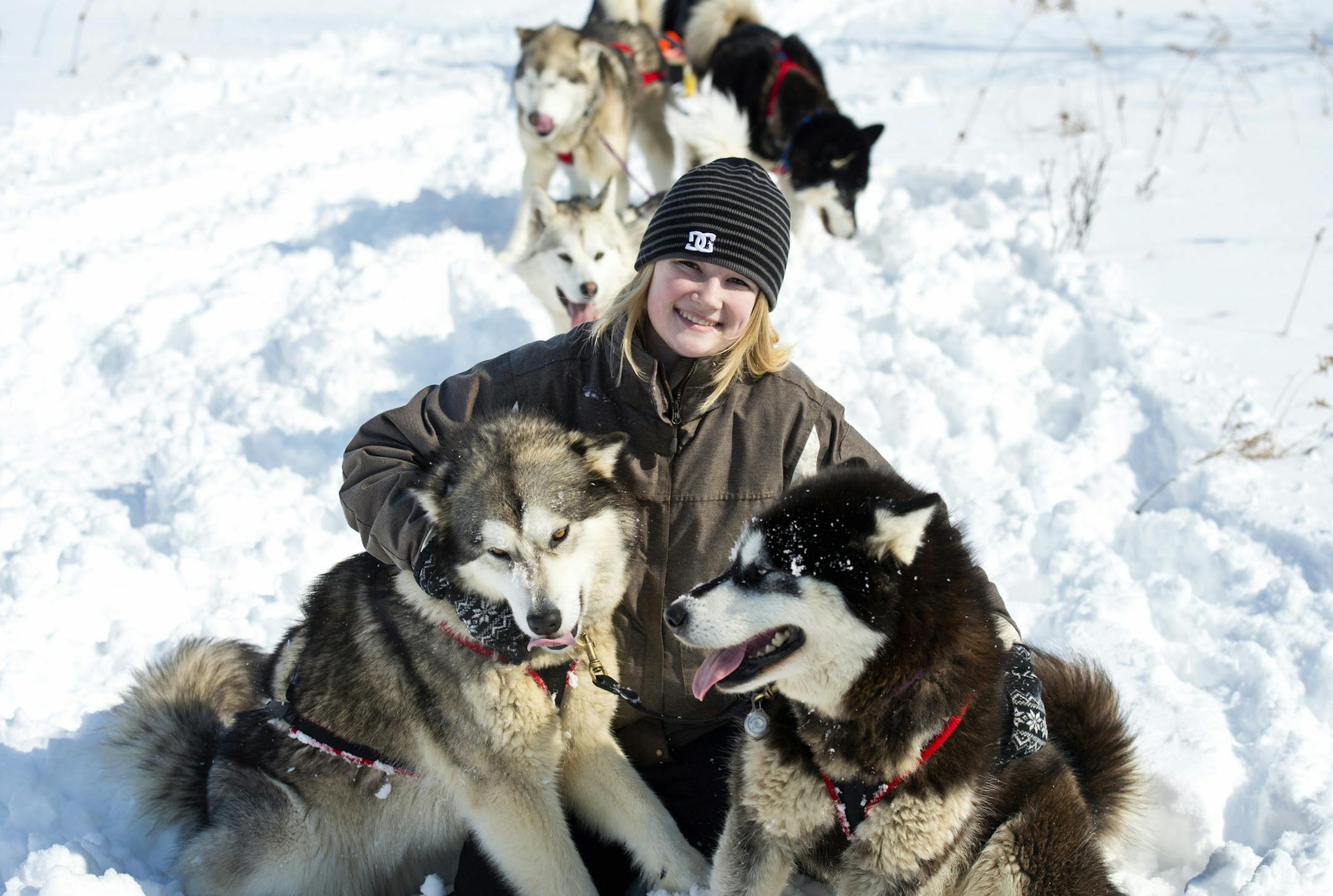 Lead dogs Saffron and Echo with Ashley. Ashley Thaemert took her mushing team out for a run. The 17-year-old Forest Lake High School student is one of few women and fewer younger women in the sport. Friday, March 8, 2013. ] GLEN STUBBE * gstubbe@startribune.com
