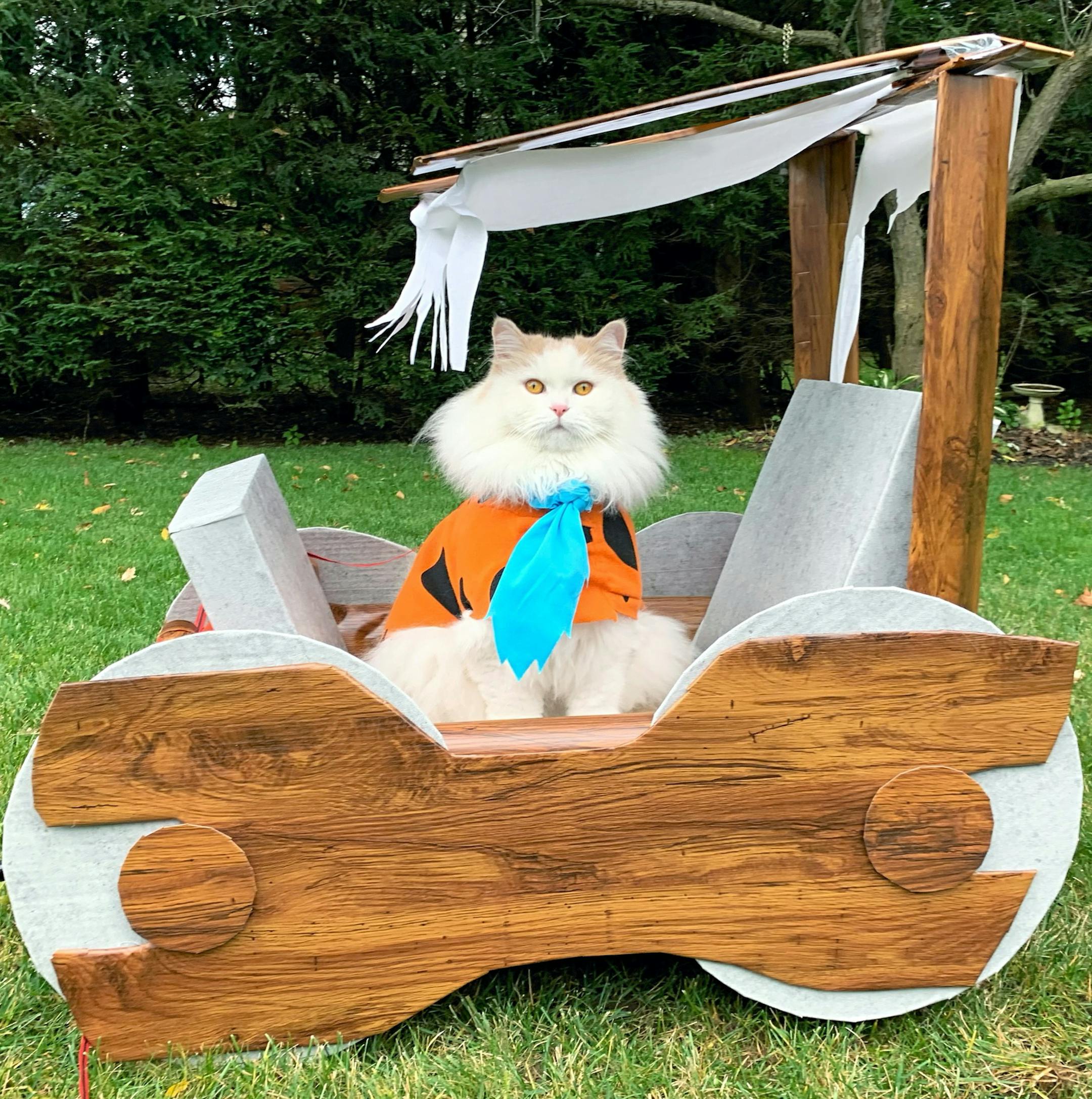 Best of show:
Pet: Louie
Owner: Christiana Viscusi, of Saratoga Springs, N.Y.
Comment: Louie, 5, a cat with 149,000 Instagram followers (@sophielovestuna), likes to ride around in a kid’s wagon. So for Halloween, his owner turned him into Fred Flintstone driving his stone aged car. 2019 Halloween Pet Costume Contest