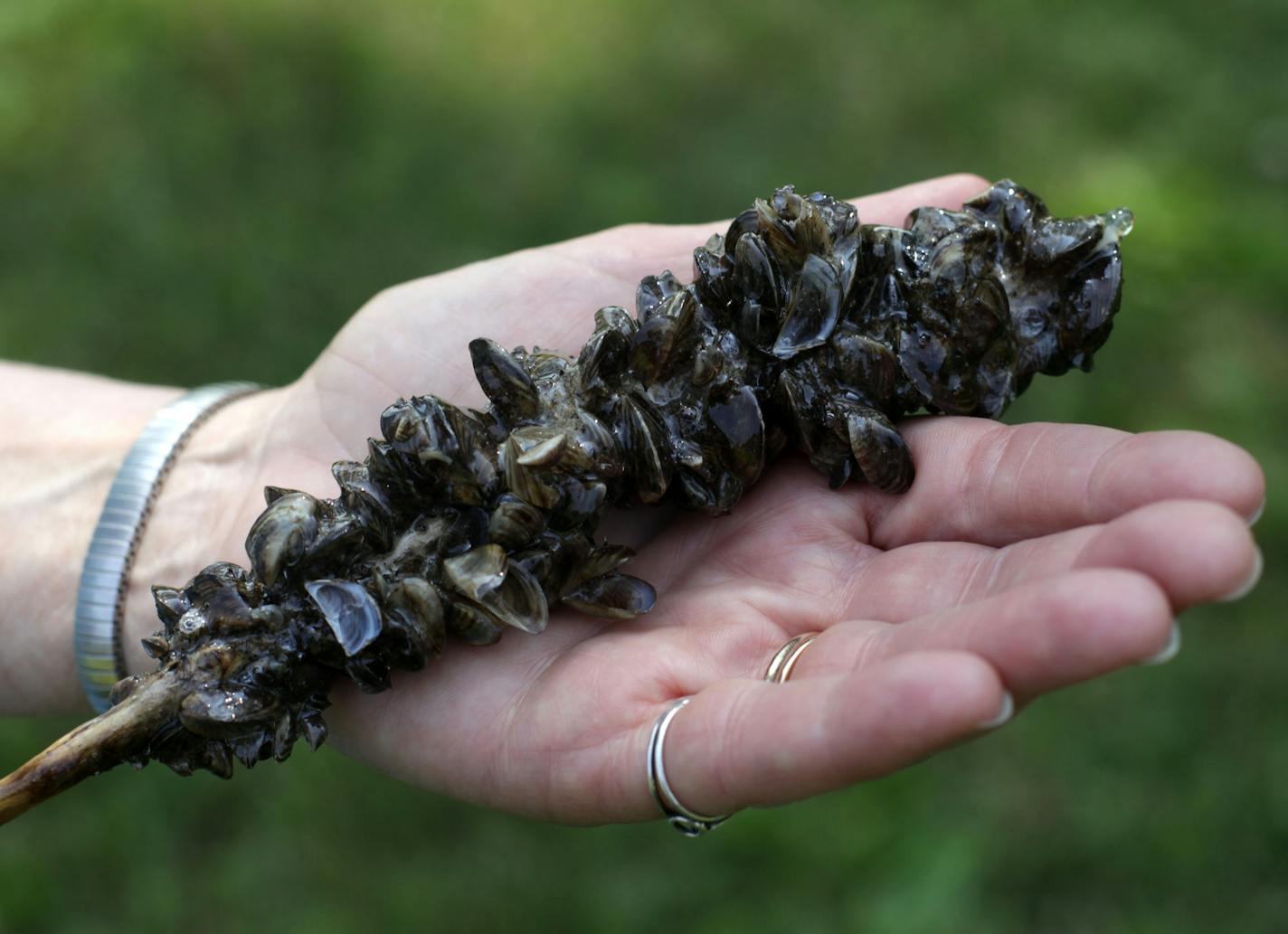 Dead Zebra Mussels displayed at a press conference on Thursday morning at Riverfront Regional Park. ] The Minnesota Department of Natural Resources is ramping up enforcement of aquatic invasive species. MONICA HERNDON monica.herndon@startribune.com Fridley, MN 07/10/14 ORG XMIT: MIN1407101218140722