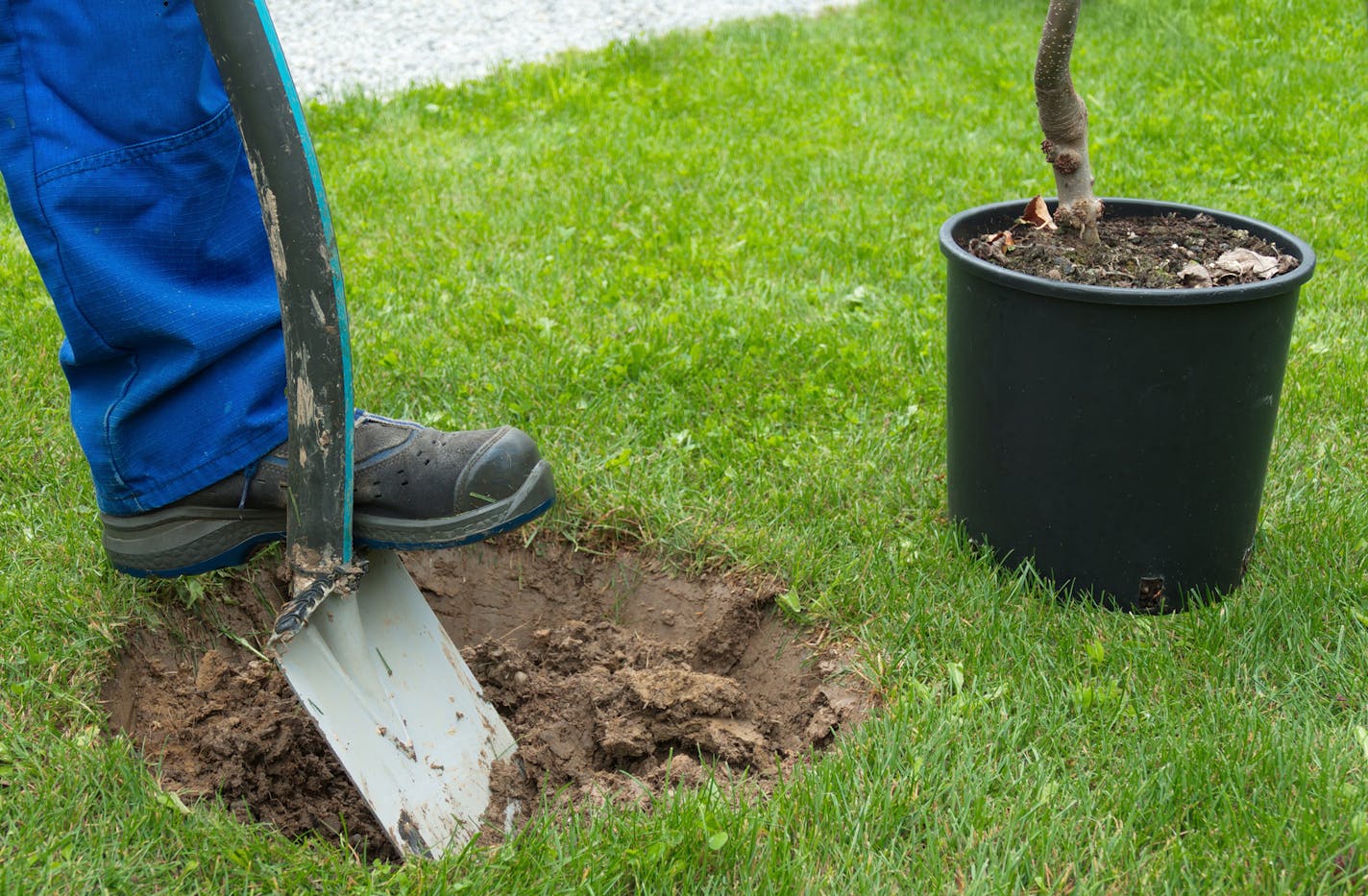 istock
No need to wait: fall is prime time to plant trees.