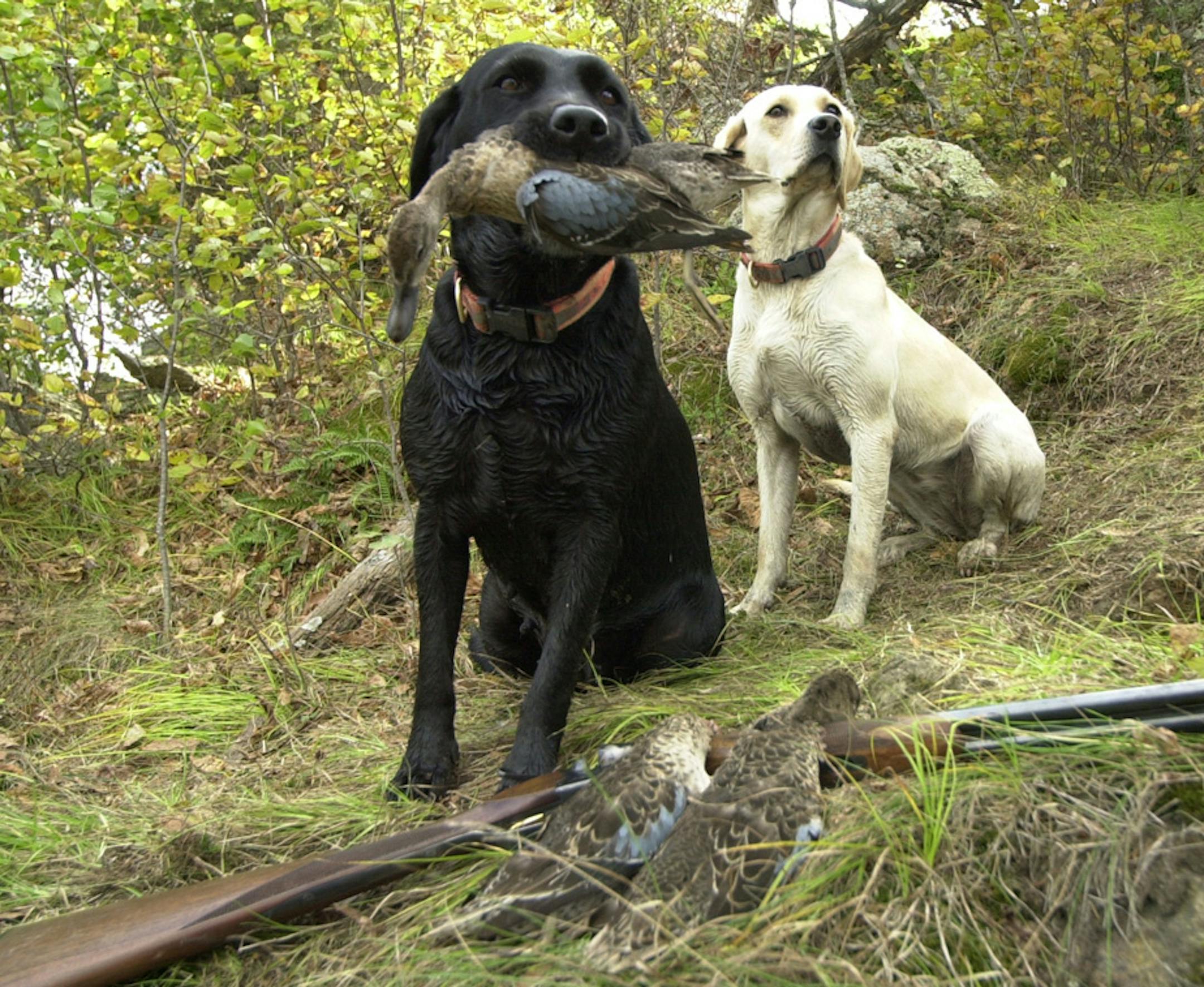 Blue-winged teal, early migrants, are one of the top ducks harvested in Minnesota. With the duck season starting early this year, they likely will be a major part of the bag for many duck hunters this weekend. ORG XMIT: MIN2013091611482532