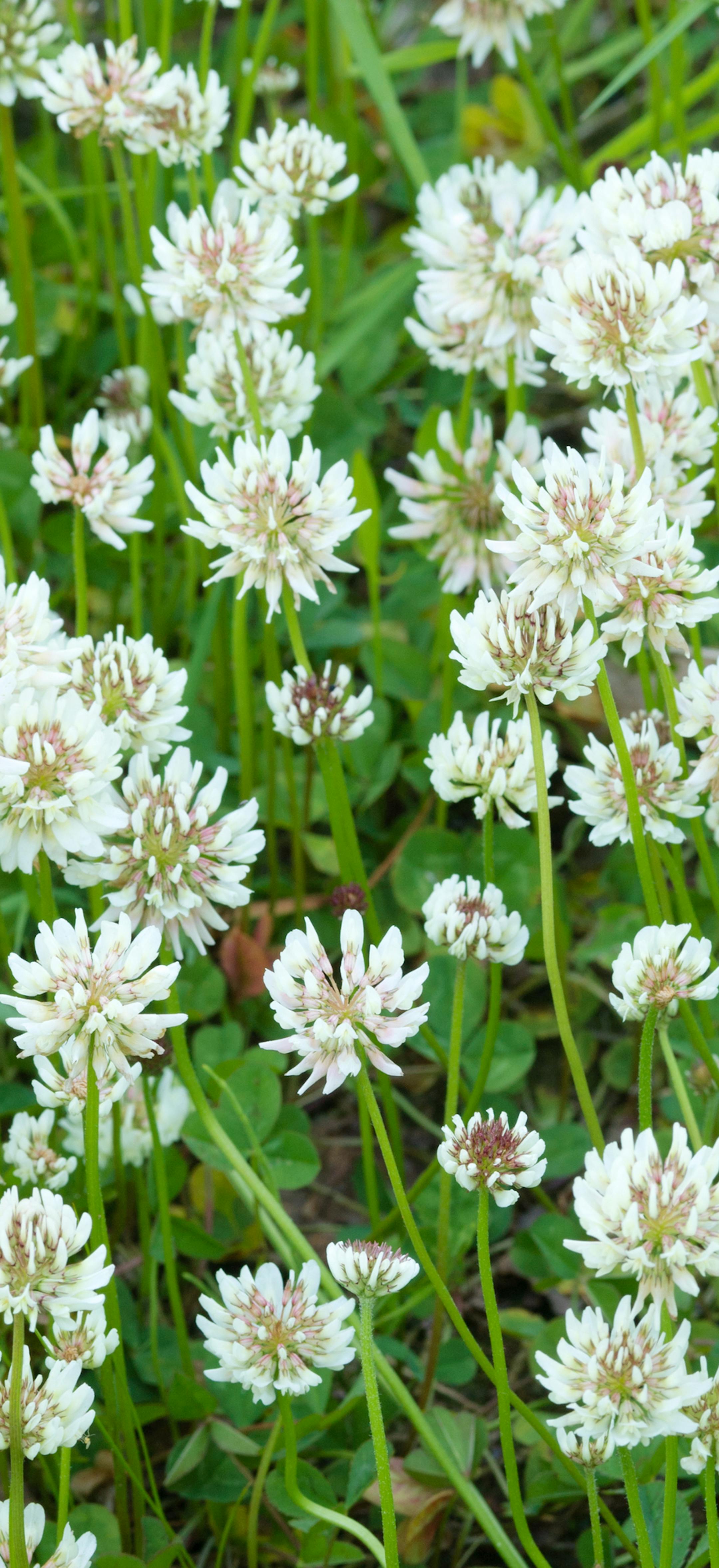 White clover (Trifolium repens) flowers