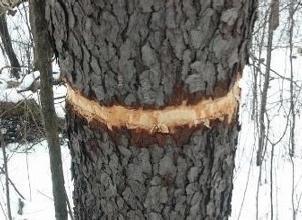 Vandals stripped rings of bark from seven trees near a mountain bike trail at Lebanon Hills Park in Eagan earlier this year.