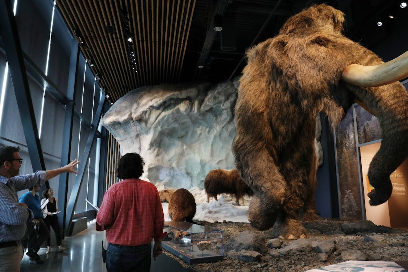 Crews put the finishing touches on the wooly mammoth display at the new Bell Museum. ] ANTHONY SOUFFLE &#xef; anthony.souffle@startribune.com Workers put the finishing touches on the Bell Museum during a sneak preview of the new home of the state's official natural history museum as it prepared to open to the public next month Tuesday, June 26, 2018 in St. Paul, Minn.