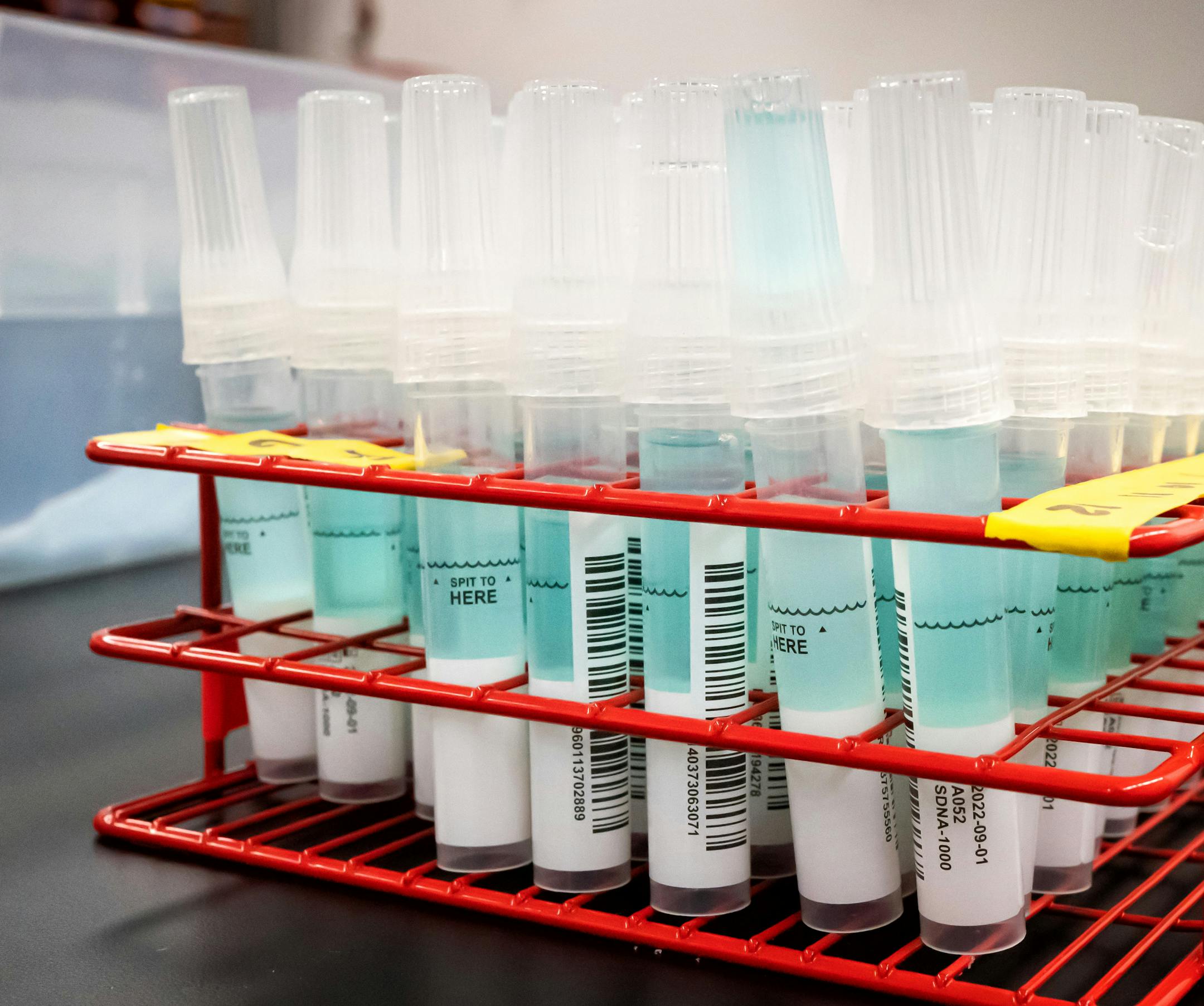 Samantha Brandt uncapped saliva samples, checked the volume for each sample, and prepared them for extraction.
