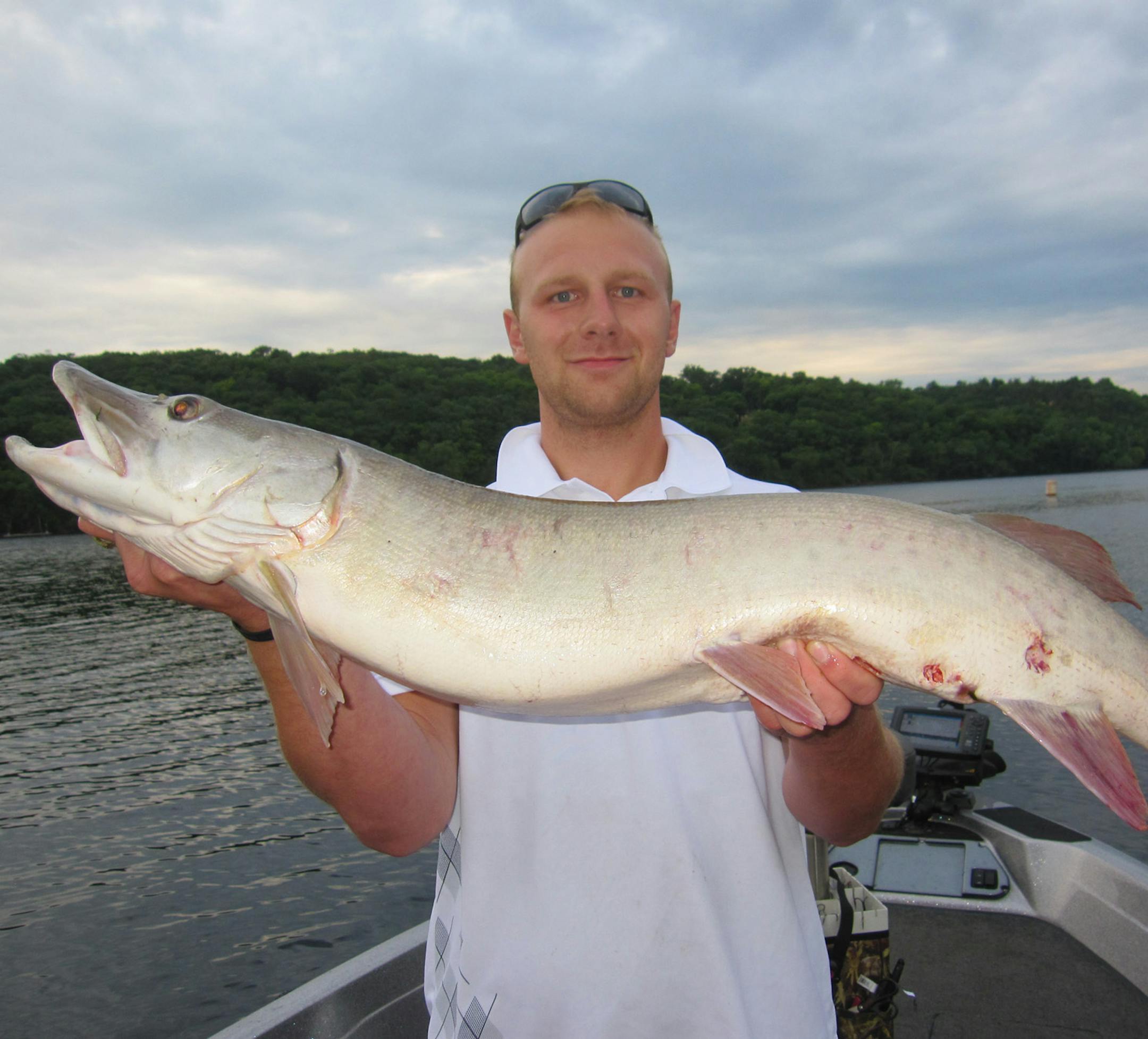 Joe Mikalojczyk of Coon Rapids with a 46-inch muskie caught in metro waters July 15, that appears to be an albino, an extremely rare fish.
