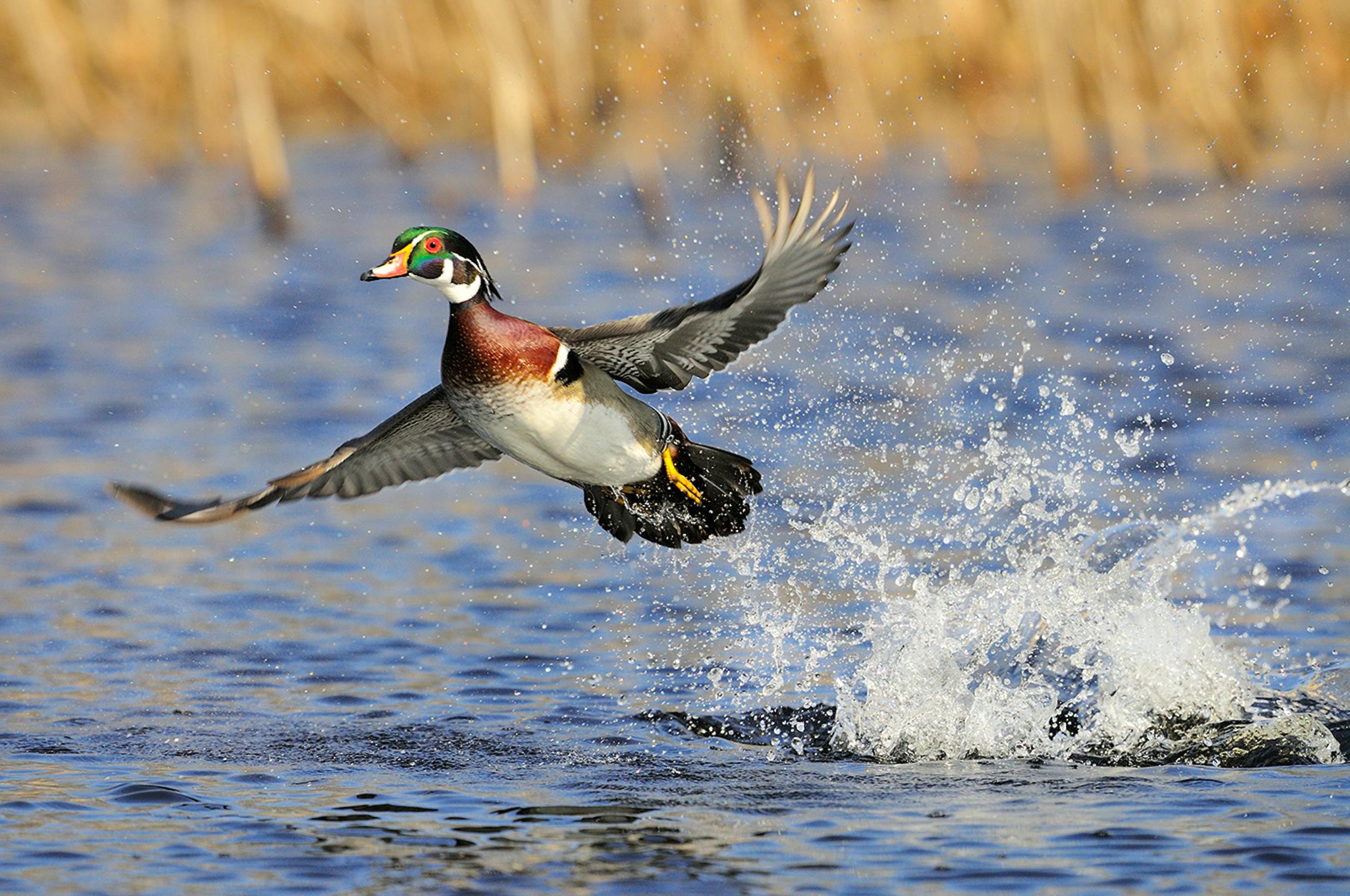 DO NOT USE! ONE-TIME USEAGE WITH BILL MARCHEL COPY ONLY! Wood ducks do not need to run on the water to gain flight like some waterfowl species. They can jump nearly straight up on take off.