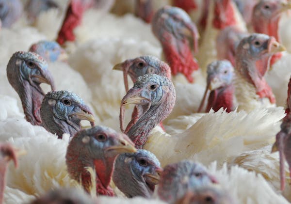 Star Tribune file photo of turkeys on a Minnesota farm.