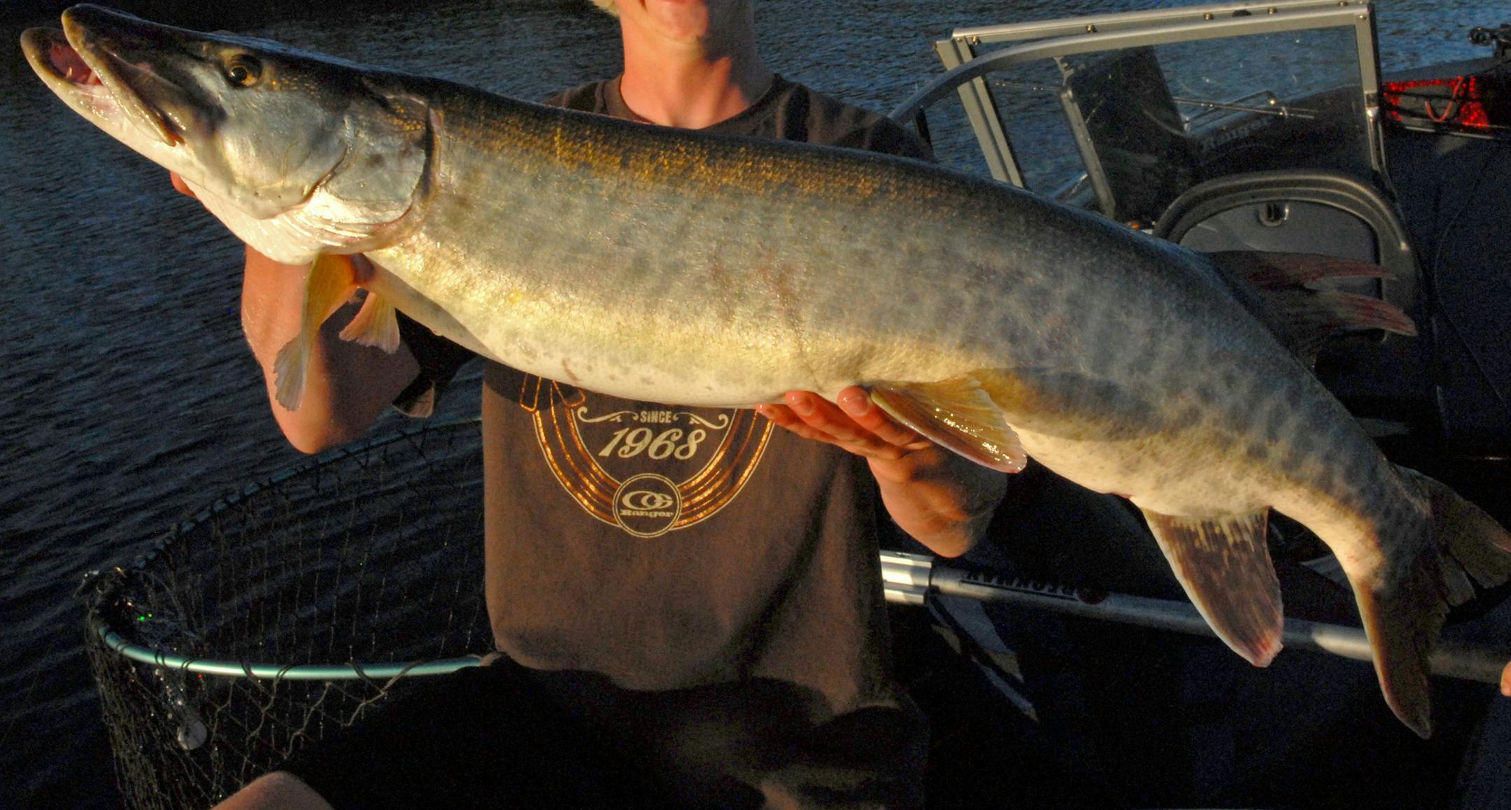 Big, bigger and biggest are sizes of muskies Lake of the Woods anglers can expect to see ‚Äî assuming such a fish is hooked. Last week's cold fronts cooled muskie action on the big lake, though this 40-incher was fooled by Cole Anderson. ORG XMIT: MIN1308152225433360