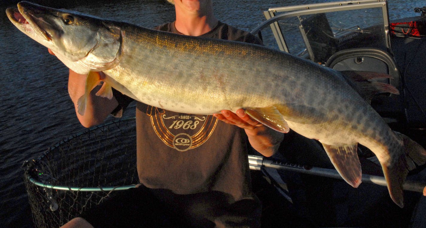 Big, bigger and biggest are sizes of muskies Lake of the Woods anglers can expect to see &#x201a;&#xc4;&#xee; assuming such a fish is hooked. Last week's cold fronts cooled muskie action on the big lake, though this 40-incher was fooled by Cole Anderson. ORG XMIT: MIN1308152225433360