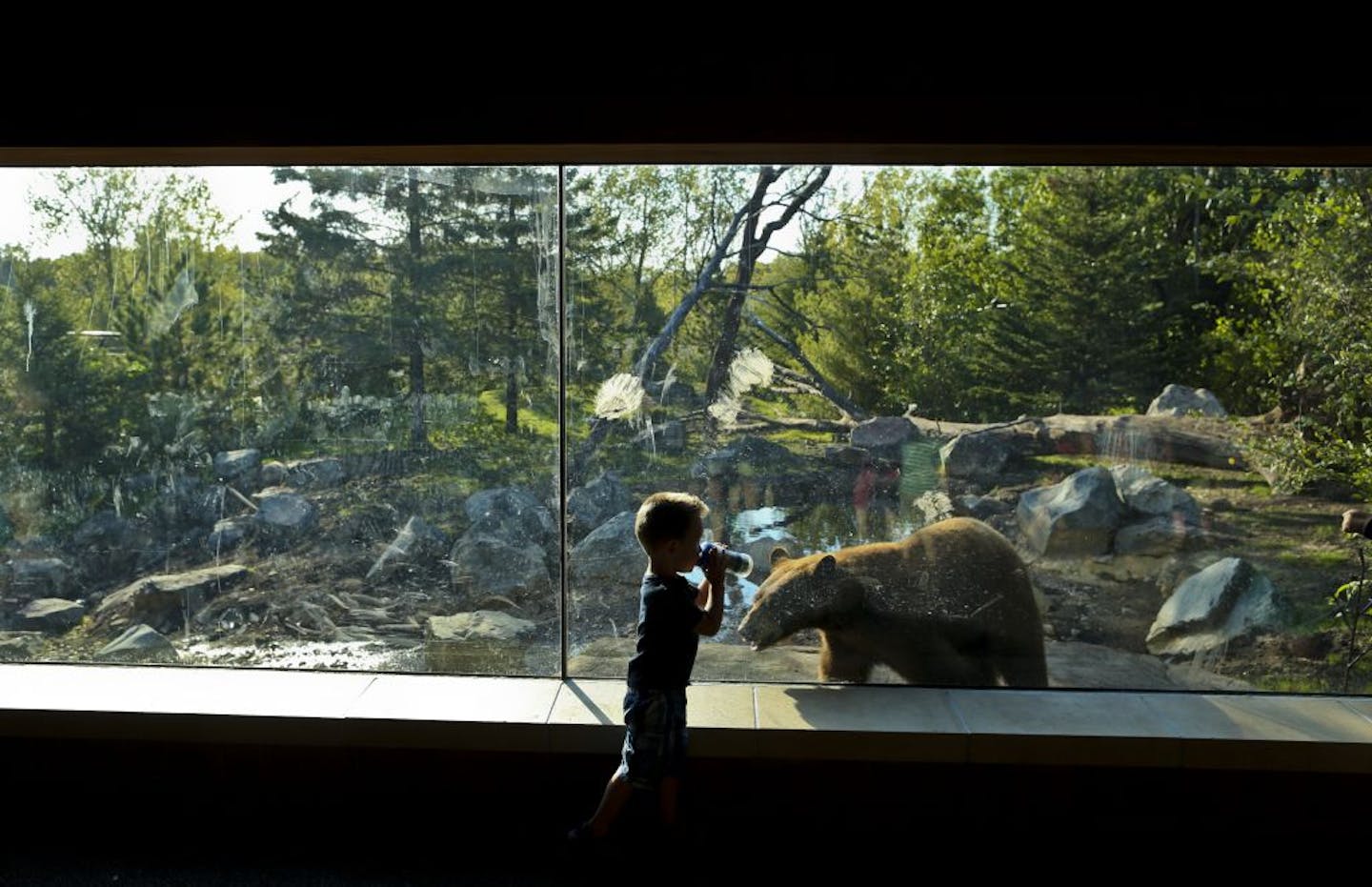 Jacob Worrell, 2, drank from his sippy cup as he got close to a black bear at the zoo's new exhibit. Muddy paw prints on the glass attest to the cubs' curiosity.