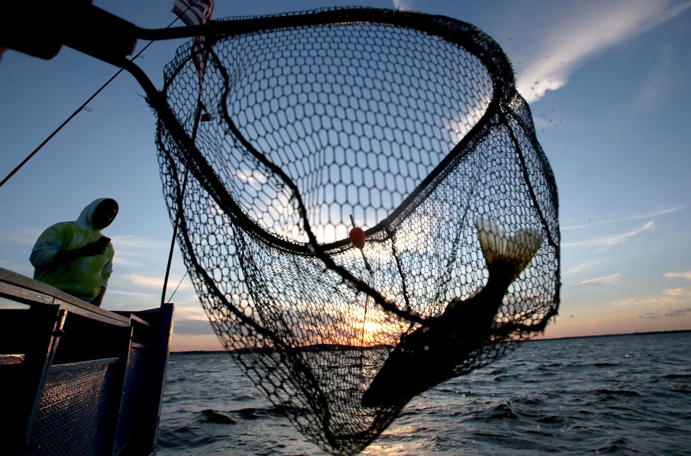 A walleye is netted, caught on the Twin Pines Resort boat at sunset last July during an evening excursion on Lake Mille Lacs.