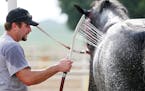 Assistant trainer Kyle Savage bathed the horses following a morning workout. ] ANTHONY SOUFFLE &#xef; anthony.souffle@startribune.com The Ames Percher