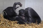 Bonobo monkey mother Muhdeblu comforts her newborn baby at the Zoo in Wuppertal, Germany, Wednesday, Feb. 26, 2014. The yet unnamed female baby was bo