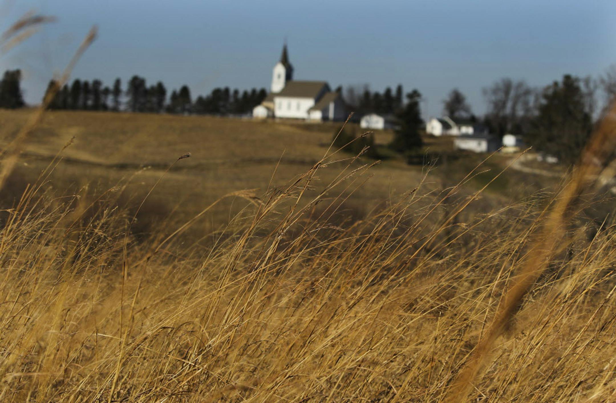 A field of switchgrass in a crp field belonging to farmer Larry Thomforde, seen Nov. 17, 2011, in Zumbrota, MN.Thomforde has about 50 acres of land in Zumbrota that he's kept in prairie for 15 years thanks to conservation reserve program. But he's seriously thinking of converting it to corn next year because crp prices have not kept up with inflation and he may not be able to renew his land in the program.] Zumbrota, MN - DAVID JOLES*djoles@startribune.com - Minnesota is facing the biggest lost