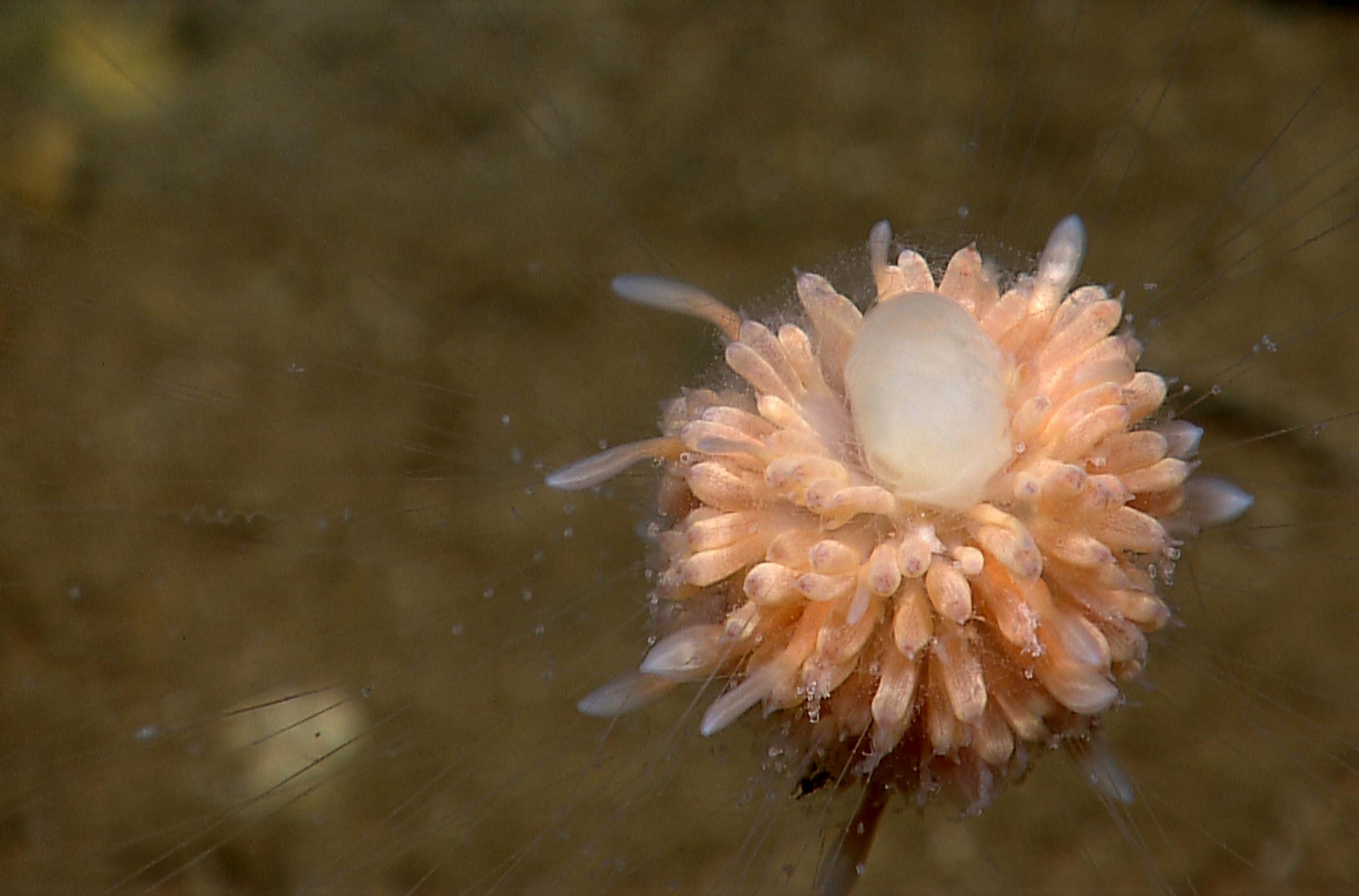 An ocean dandelion. Not a plant ... and not what you might think of as an animal.