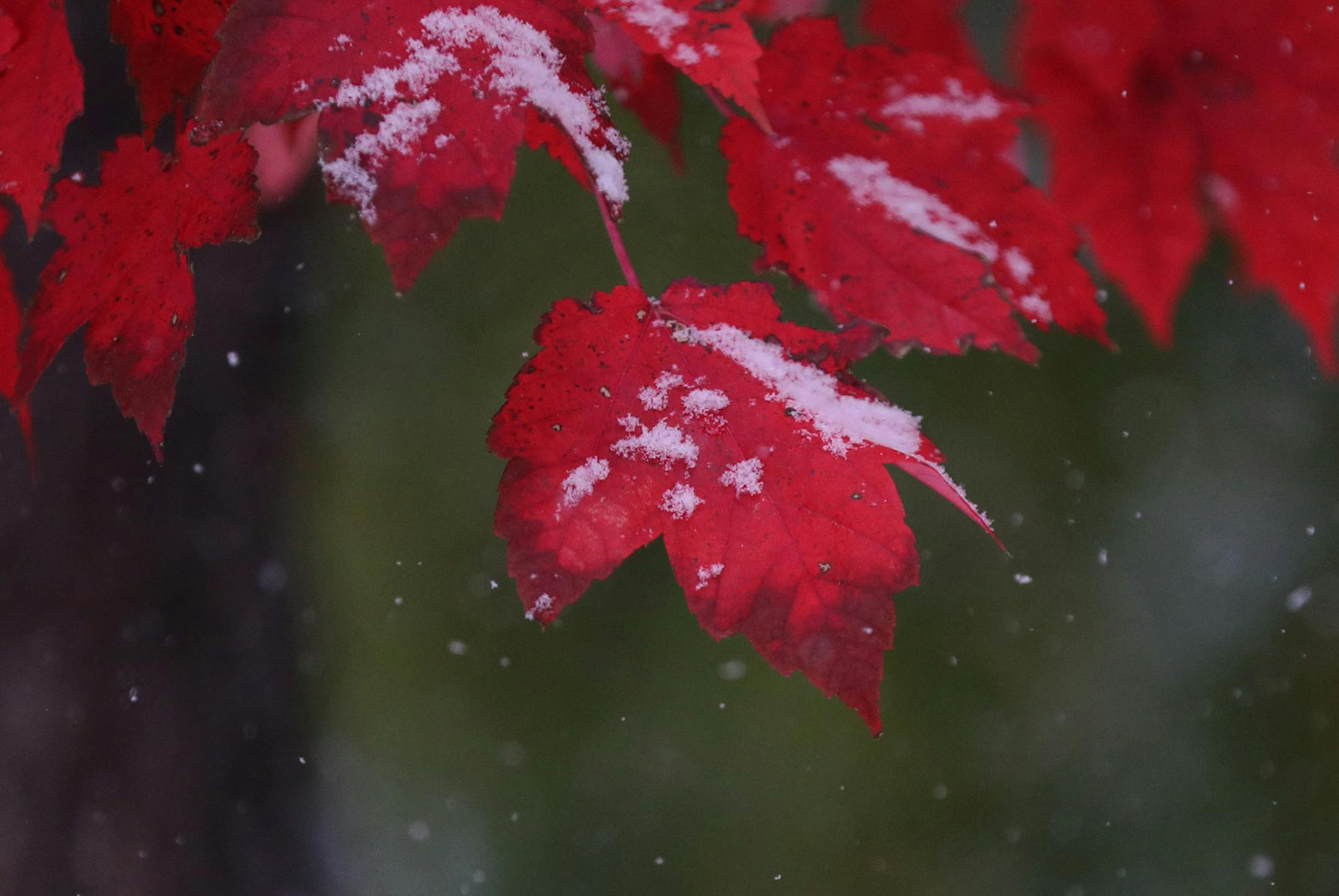The first snowfall accumulates on fall-tinged maple leaves in south Minneapolis Tuesday.