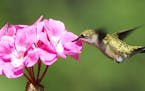 Hummingbirds prefer the taste of nectar with high sugar content.