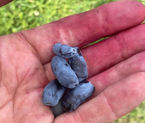 Jason Amundsen grows honeyberries on his farm in Wrenshall, Minn., about 30 minutes from Duluth. (Provided)