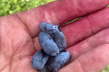 Jason Amundsen grows honeyberries on his farm in Wrenshall, Minn., about 30 minutes from Duluth. (Provided)