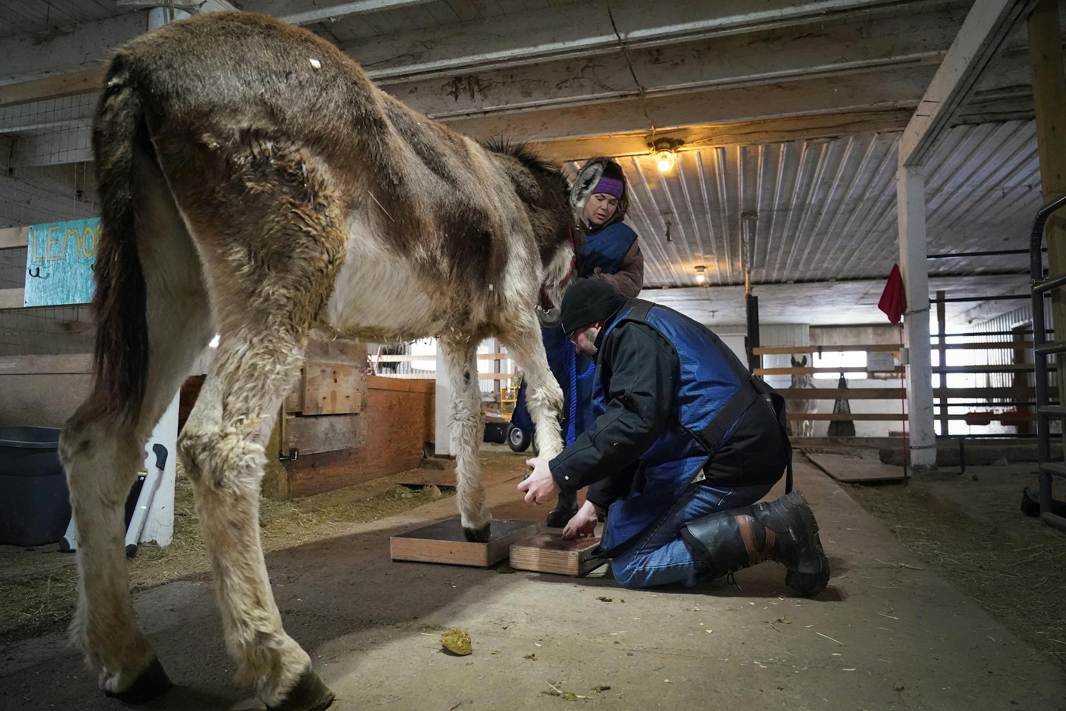 Before Isaac the donkey's front hooves are x-rayed, Kim Garvey assists Matt Schoessler, DVM place Isaac's feet on wood blocks. After it was determined the bones in Isaac's feet are causing him pain, Garvey and Schoessler decided to alter the hoof trimming angle and different pain medicine to make Isaac more comfortable. If those efforts prove unsuccessful, Isaac will be humanely euthanized.