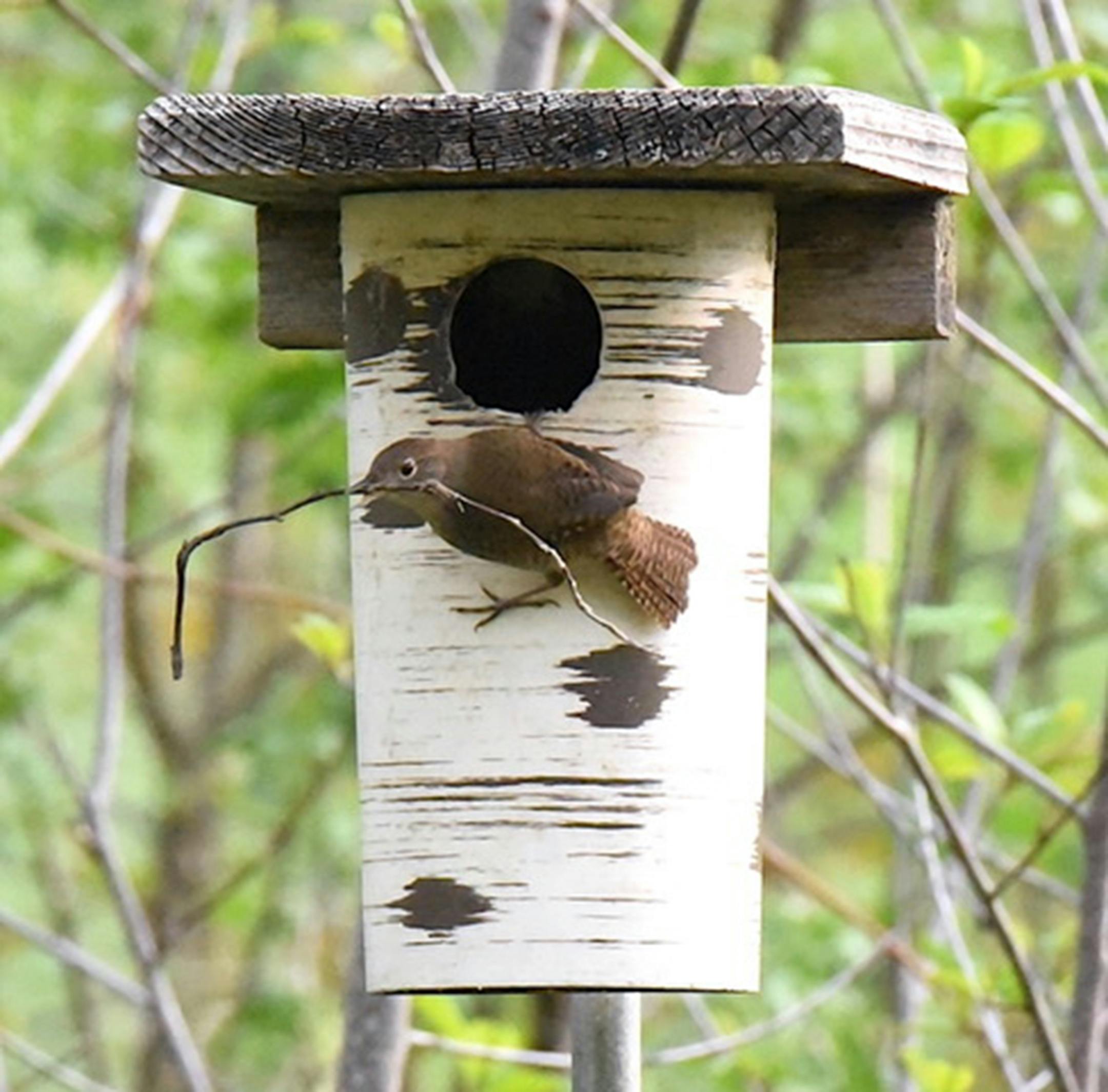 A wren with a twig in its beak perches outside a manmade nest box.