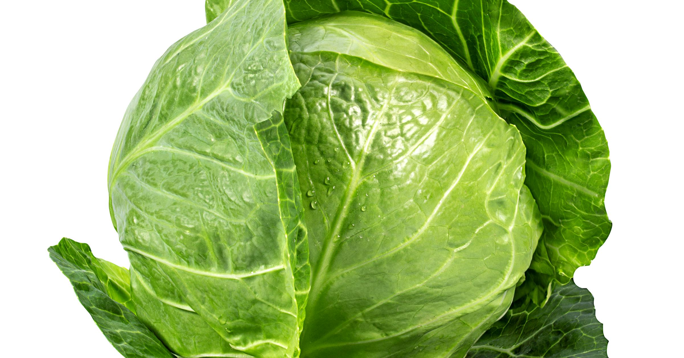Celebrate the sweet side of Minnesota cabbage