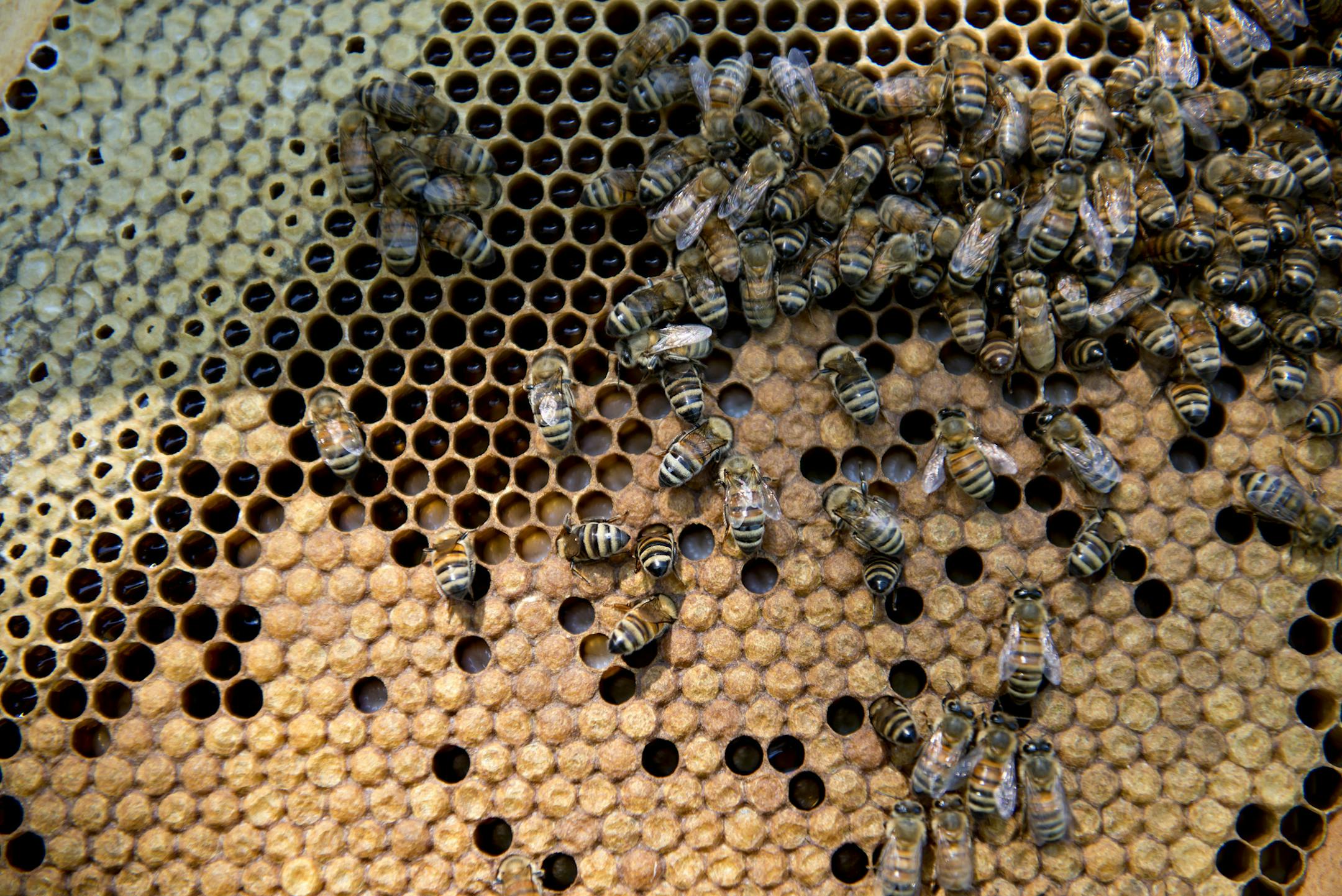 Carniolan honey bees climb on the frame of a hive owned by Bureau County Honey Co. near Hennepin, Illinois, on July 3, 2014. MUST CREDIT: Bloomberg photo by Daniel Acker.