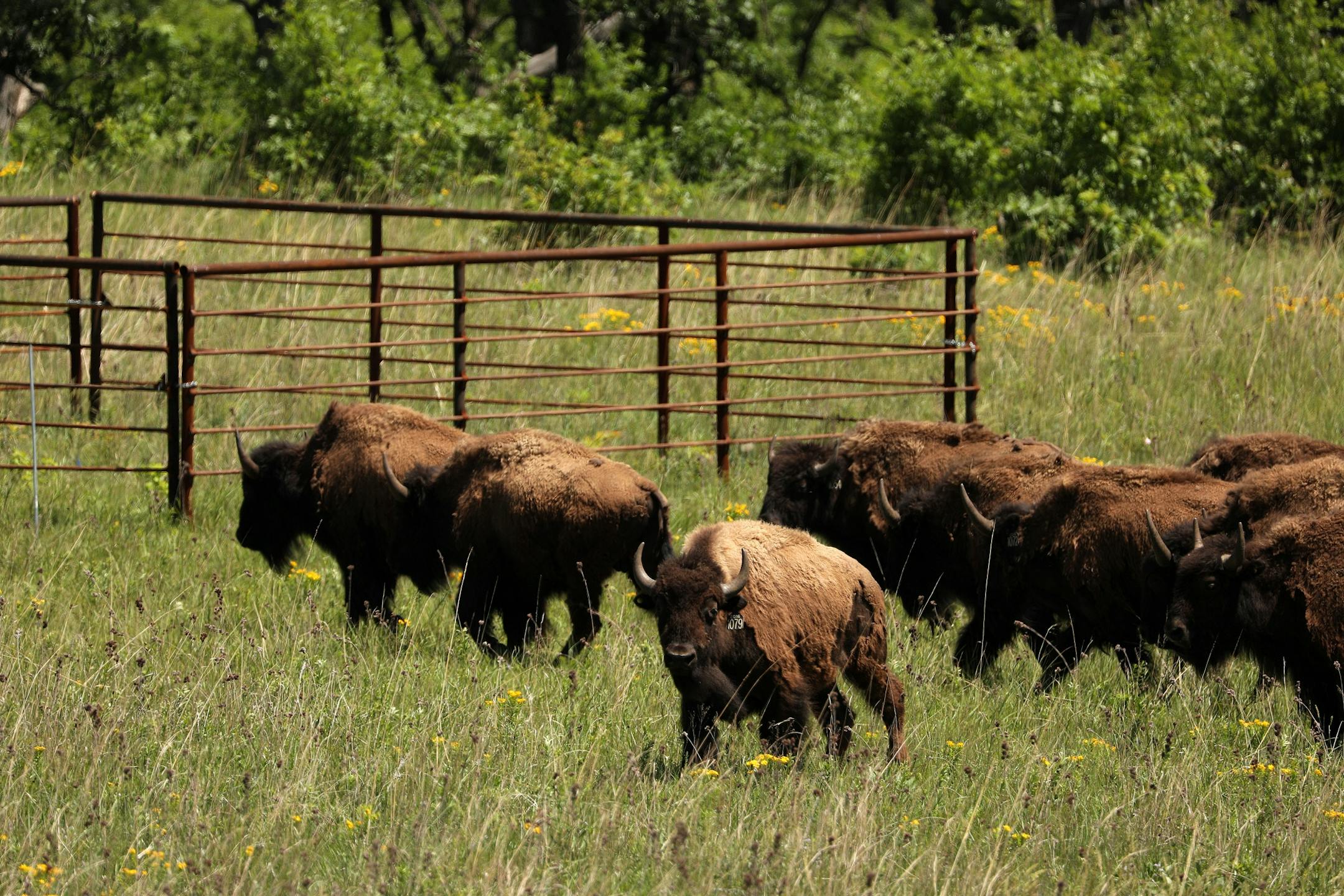 Bison from North Star Bison in Wisconsin roamed their new home Wednesday at the University of Minnesota's Cedar Creek Ecosystem Science Reserve in East Bethel. The area at left is a fenced in control area to see how the land fairs without the bison.