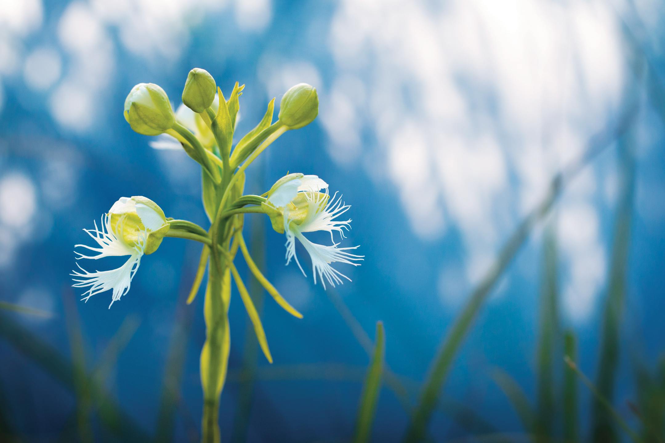One of Minnesota's most elusive and federally protected wildflowers is the Western Fringed Prairie Orchid, found here blooming on undisturbed virgin Prairie soil north of Luverne. ] Minnesota State of Wonders - Summer on the Prairie. BRIAN PETERSON • brian.peterson@startribune.com Luverne, MN 08/02/14