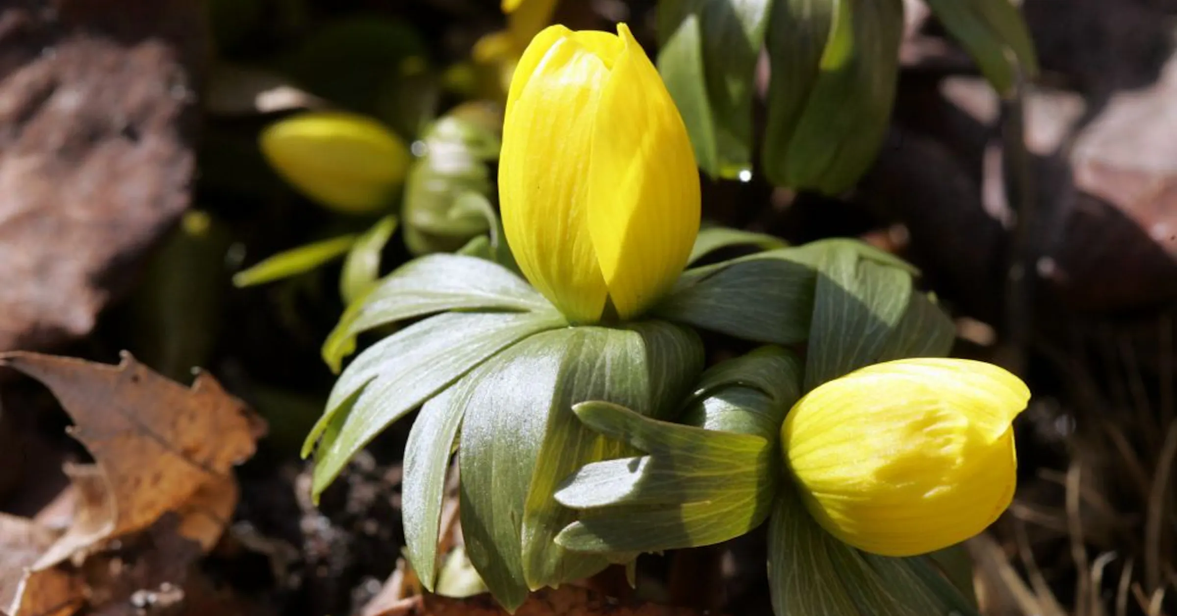 Minor Spring Bulbs Digging in: Not-so-minor spring bulbs to try
