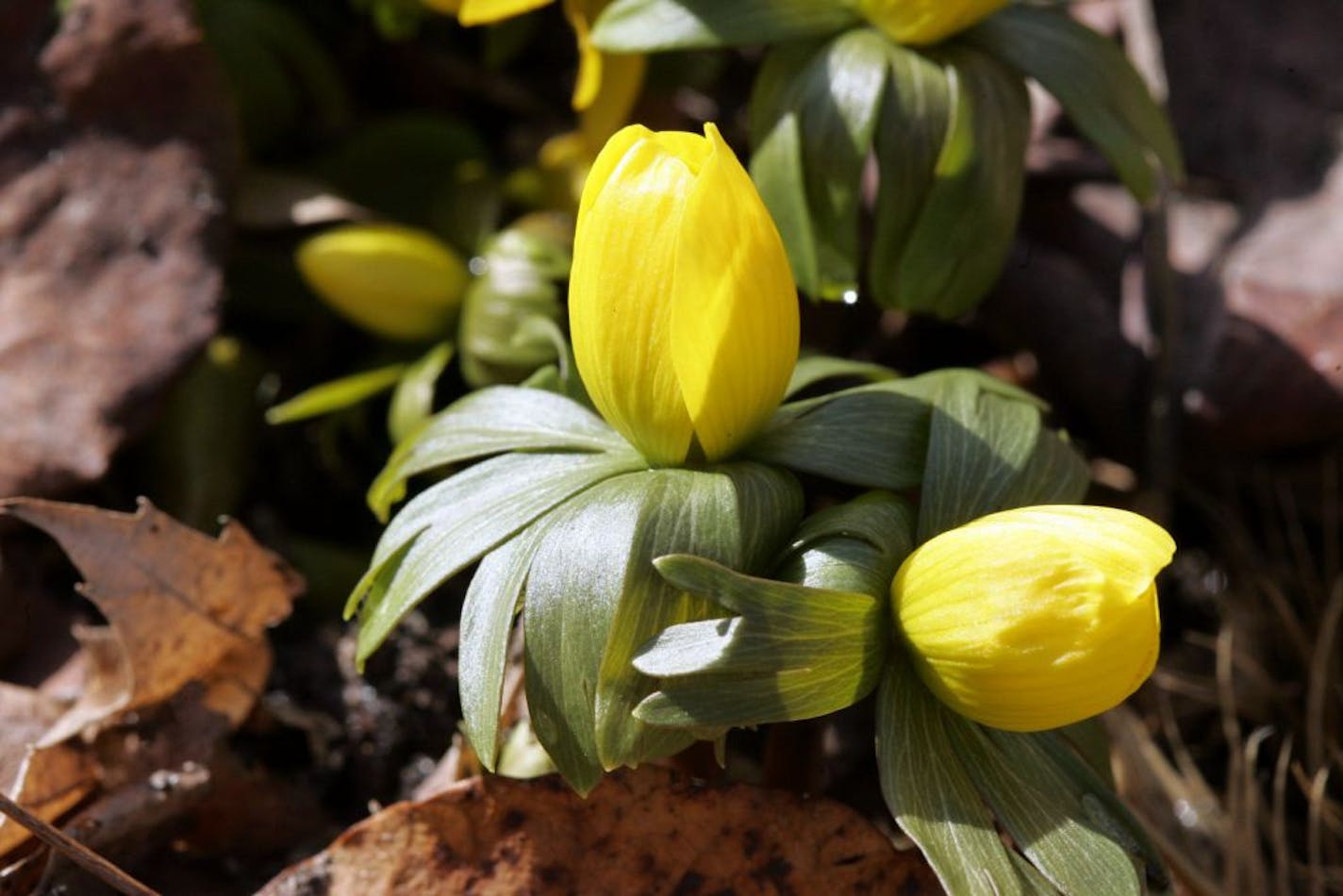 Winter aconite