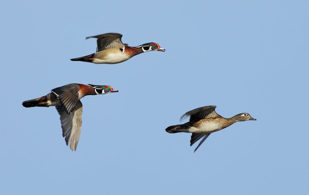 Wood ducks are slightly larger than teal, but while flying, hen wood ducks in particular can resemble blue-winged teal, particularly in low light and especially among inexperienced waterfowlers. 