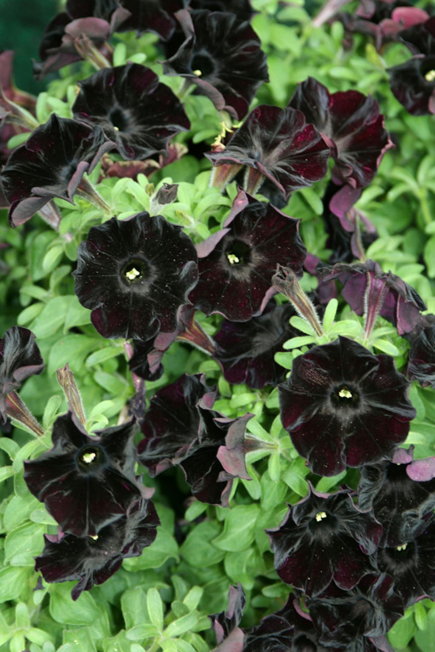 Garden plant picks 2011: black petunia