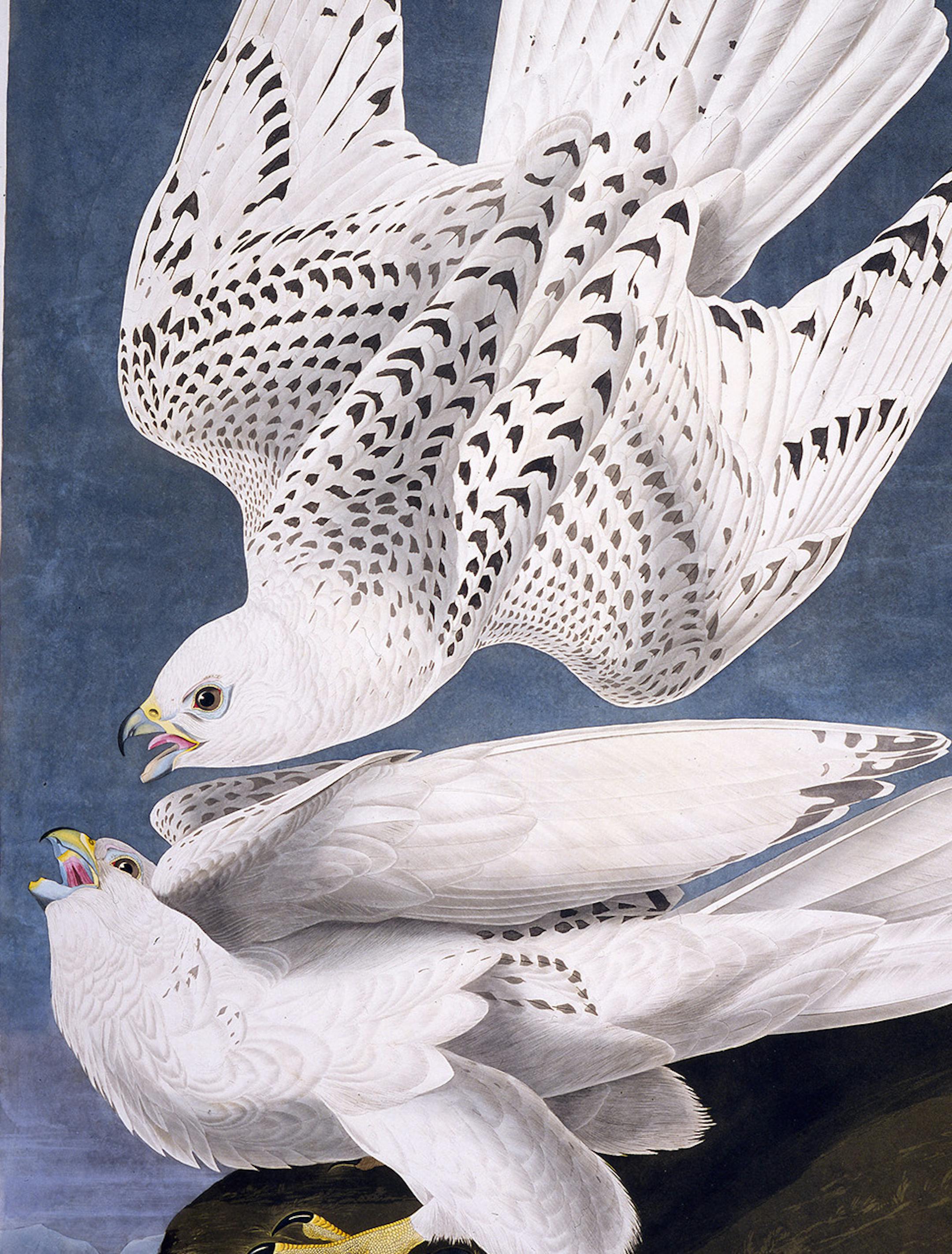 Audobon's "Gyrfalcon"