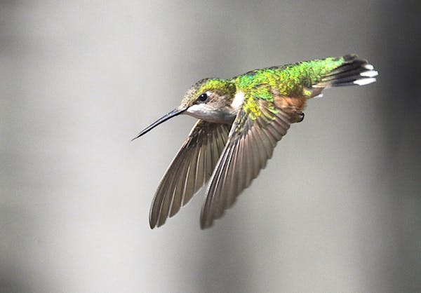 Ruby-throated hummingbirds (female is shown) travel an average of 1,500 miles on their way here. Find out when to expect them at journeynorth.org/humm